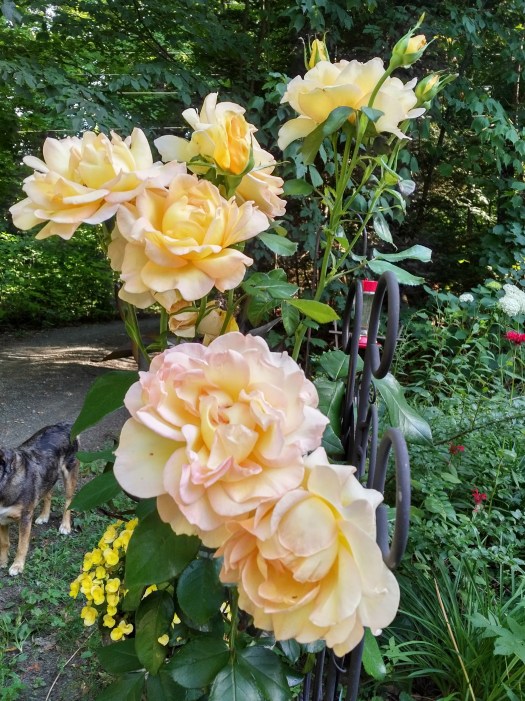 IMG_20160727_1749194