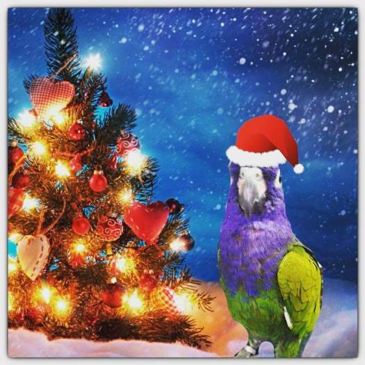 FB_IMG_1513553021186