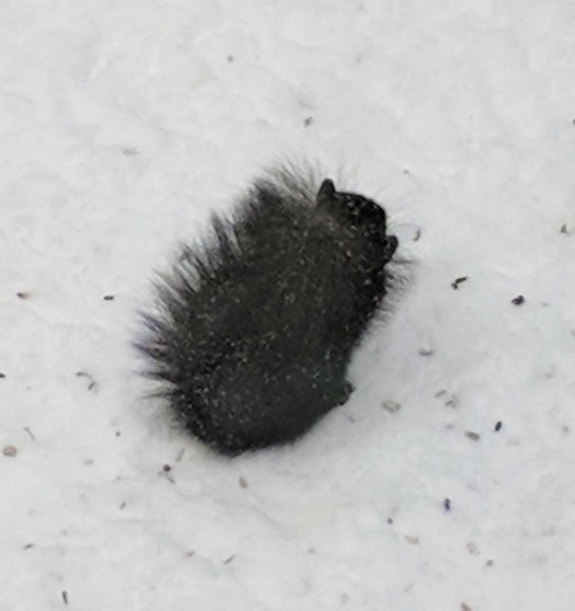 Maker:0x4c,Date:2017-10-15,Ver:4,Lens:Kan03,Act:Lar01,E-ve