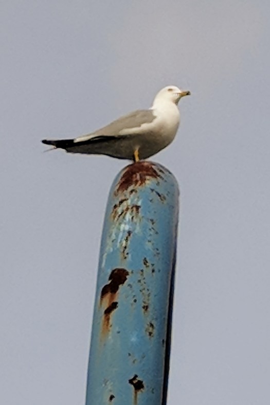 Maker:0x4c,Date:2017-10-15,Ver:4,Lens:Kan03,Act:Lar01,E-Y