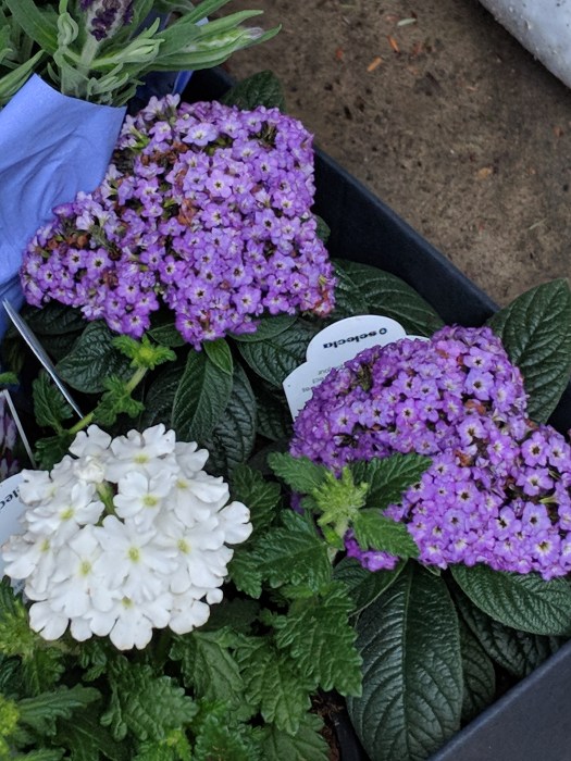 Maker:0x4c,Date:2017-10-15,Ver:4,Lens:Kan03,Act:Lar01,E-Y